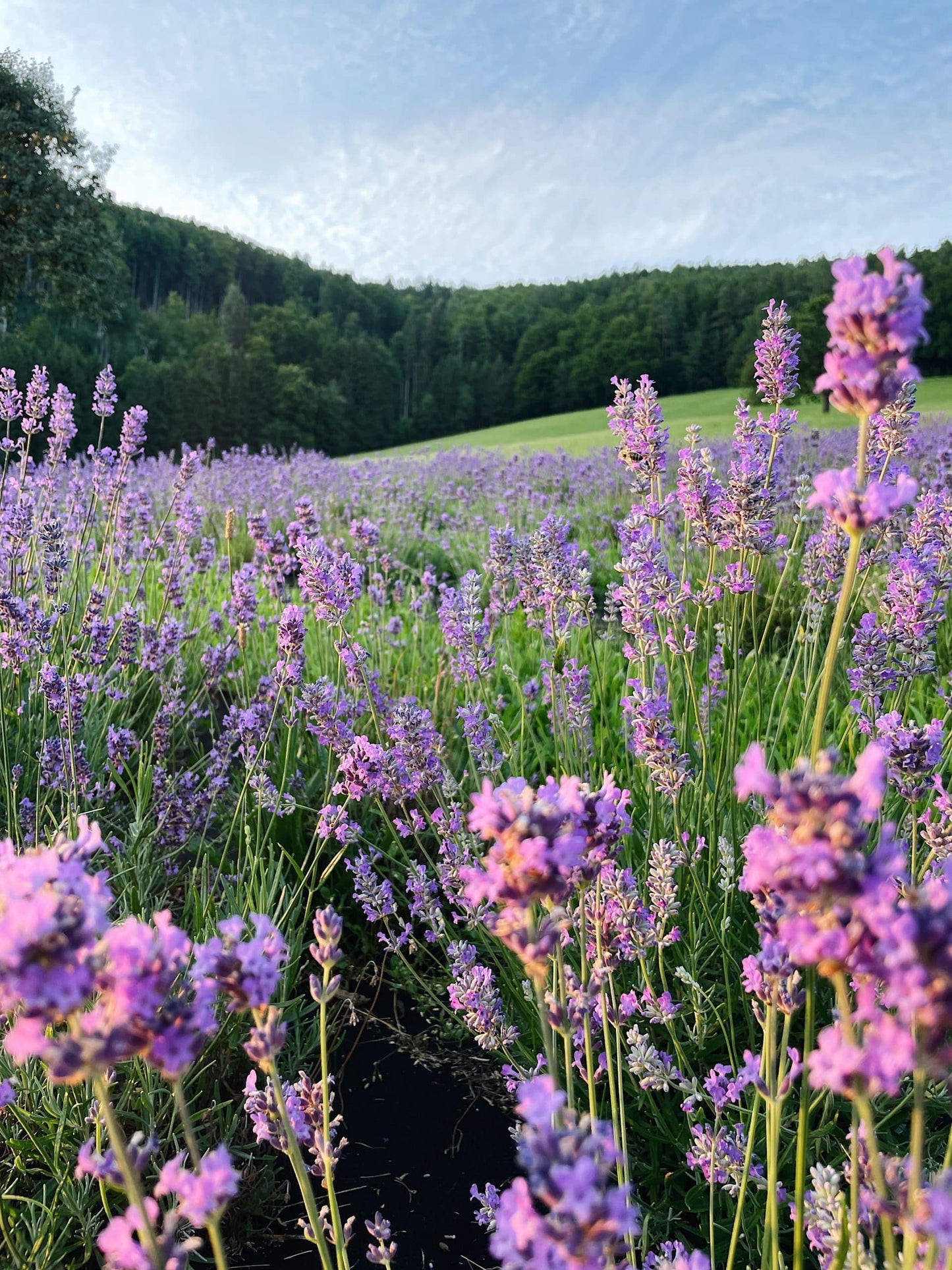 Organic Lavender Flowers