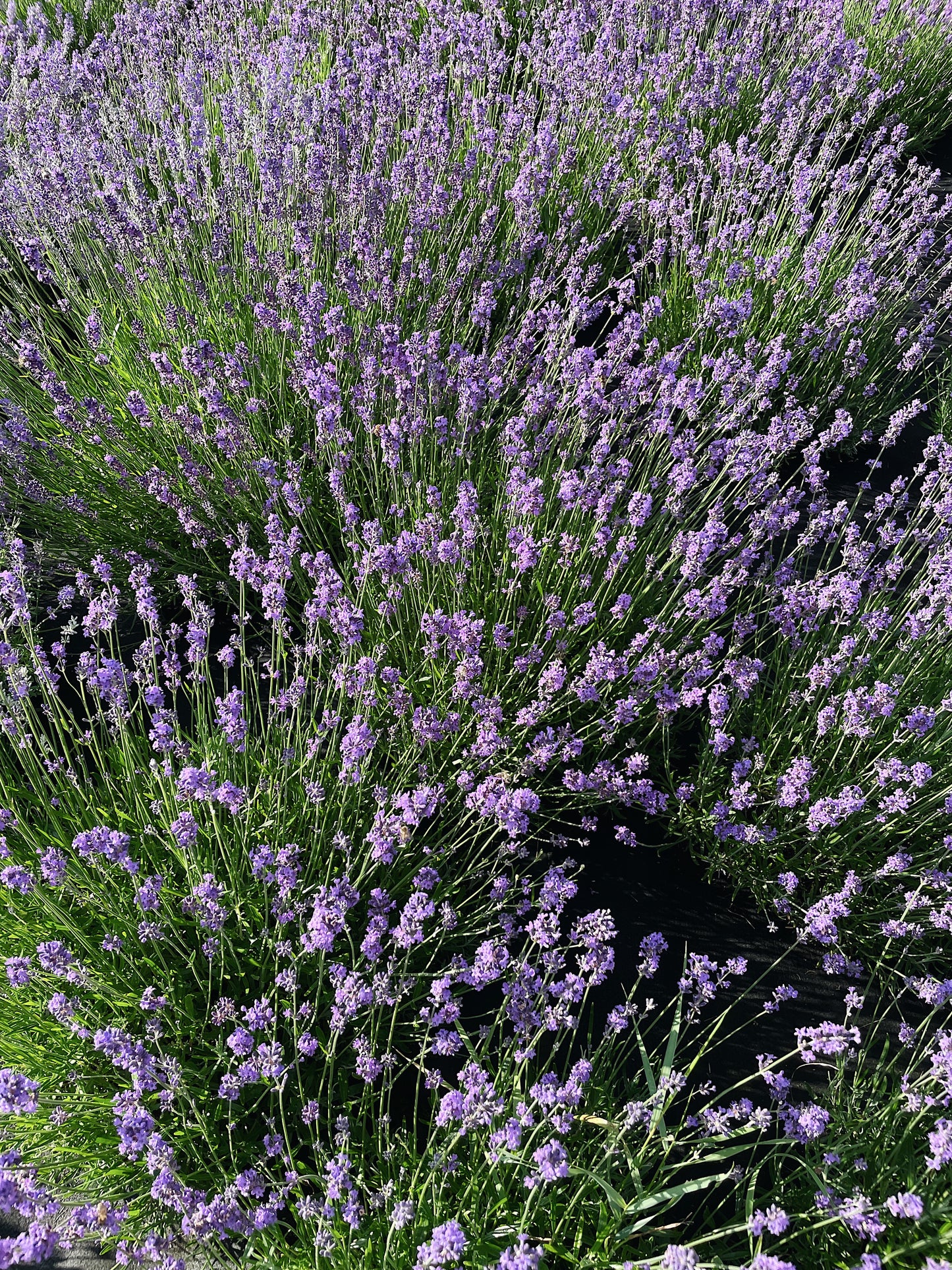 Organic Lavender Flowers